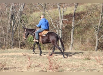 Mulo, Caballo castrado, 8 años, 155 cm, Castaño rojizo