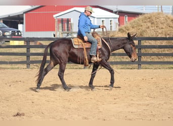 Mulo, Caballo castrado, 8 años, 155 cm, Castaño rojizo