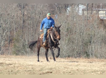 Mulo, Caballo castrado, 8 años, 155 cm, Castaño rojizo