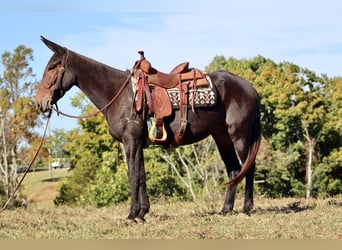 Mulo, Caballo castrado, 8 años, 155 cm, Castaño rojizo