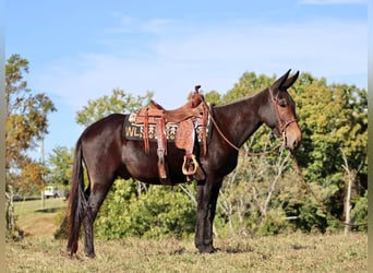 Mulo, Caballo castrado, 8 años, 155 cm, Castaño rojizo