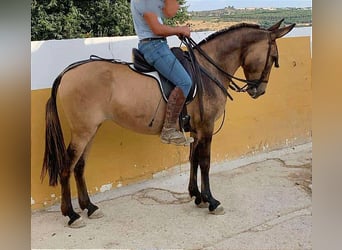 Mulo, Caballo castrado, 8 años, 158 cm, Bayo