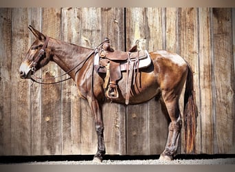 Mulo, Caballo castrado, 8 años, 163 cm, Castaño rojizo