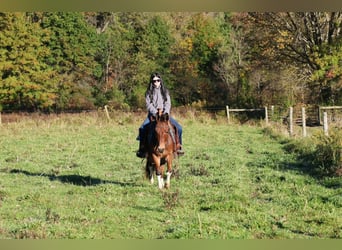 Mulo, Caballo castrado, 8 años, Castaño rojizo