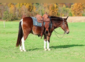 Mulo, Caballo castrado, 8 años, Castaño rojizo