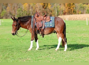 Mulo, Caballo castrado, 8 años, Castaño rojizo