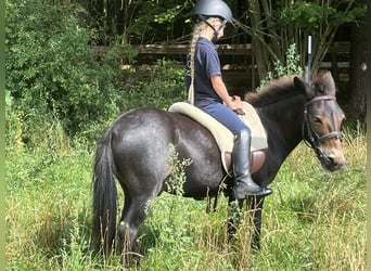 Mulo, Caballo castrado, 9 años, 110 cm, Castaño