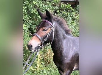 Mulo, Caballo castrado, 9 años, 110 cm, Castaño