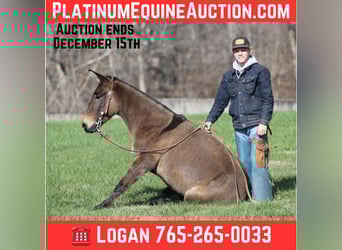 Mulo, Caballo castrado, 9 años, 132 cm, Grullo