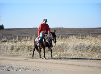 Mulo, Caballo castrado, 9 años, 132 cm, Negro