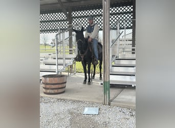 Mulo, Caballo castrado, 9 años, 132 cm, Negro