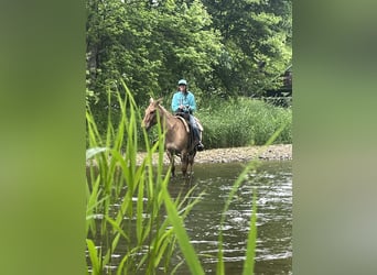 Mulo, Caballo castrado, 9 años, 145 cm, Bayo