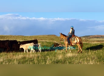 Mulo, Caballo castrado, 9 años, 145 cm