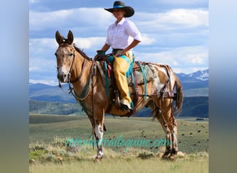 Mulo, Caballo castrado, 9 años, 145 cm