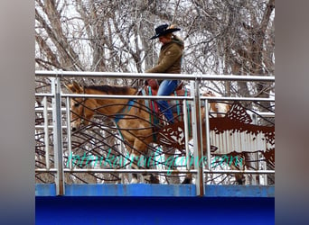 Mulo, Caballo castrado, 9 años, 145 cm