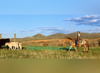 Mulo, Caballo castrado, 9 años, 145 cm