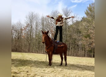 Mulo, Caballo castrado, 9 años, 152 cm, Alazán-tostado