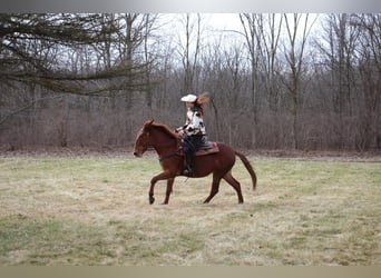 Mulo, Caballo castrado, 9 años, 152 cm, Alazán-tostado