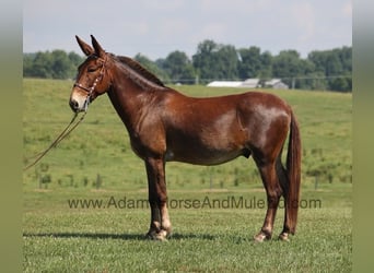 Mulo, Caballo castrado, 9 años, 157 cm, Castaño rojizo