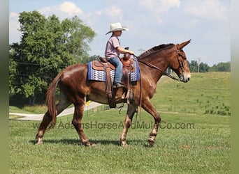 Mulo, Caballo castrado, 9 años, 157 cm, Castaño rojizo