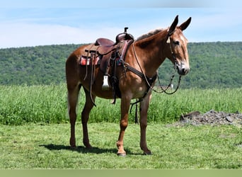 Mulo, Caballo castrado, 9 años, 163 cm, Alazán rojizo