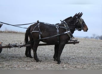 Mulo, Castrone, 10 Anni, 142 cm, Baio scuro