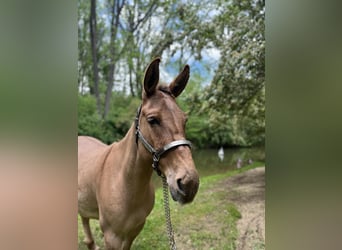 Mulo, Castrone, 10 Anni, 145 cm, Falbo