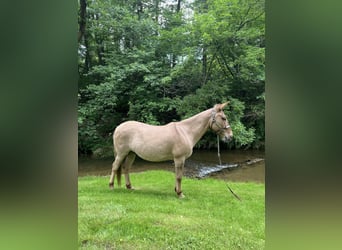 Mulo, Castrone, 10 Anni, 145 cm, Falbo