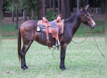 Mulo, Castrone, 10 Anni, 147 cm, Baio ciliegia