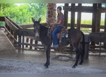 Mulo, Castrone, 10 Anni, 147 cm, Baio ciliegia