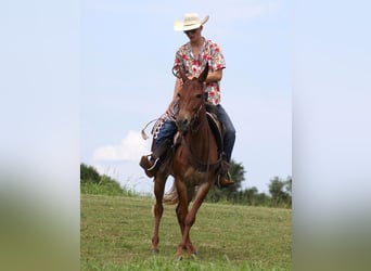 Mulo, Castrone, 10 Anni, 147 cm, Sauro ciliegia