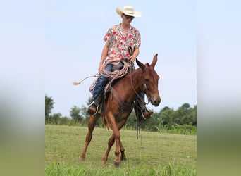 Mulo, Castrone, 10 Anni, 147 cm, Sauro ciliegia
