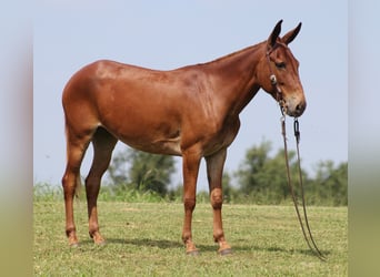 Mulo, Castrone, 10 Anni, 147 cm, Sauro ciliegia