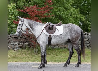 Mulo, Castrone, 10 Anni, 150 cm, Grigio pezzato