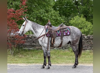 Mulo, Castrone, 10 Anni, 150 cm, Grigio pezzato