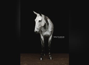 Mulo, Castrone, 10 Anni, 150 cm, Grigio pezzato