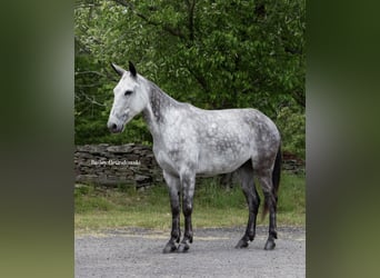 Mulo, Castrone, 10 Anni, 150 cm, Grigio pezzato