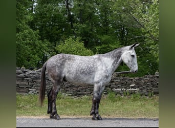 Mulo, Castrone, 10 Anni, 150 cm, Grigio pezzato