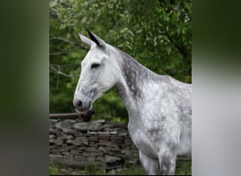Mulo, Castrone, 10 Anni, 150 cm, Grigio pezzato