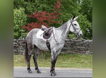 Mulo, Castrone, 10 Anni, 150 cm, Grigio pezzato