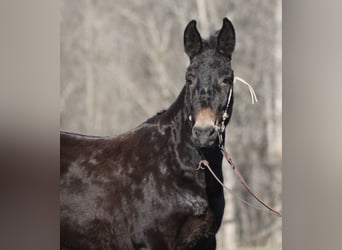 Mulo, Castrone, 10 Anni, 152 cm, Morello