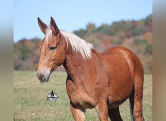 Mulo, Castrone, 10 Anni, 153 cm