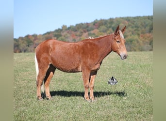 Mulo, Castrone, 10 Anni, 153 cm