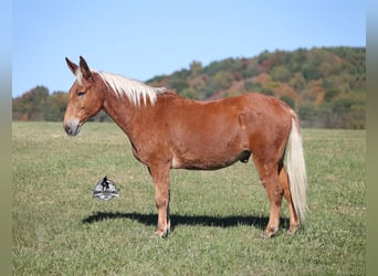 Mulo, Castrone, 10 Anni, 153 cm
