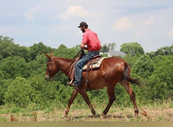 Mulo, Castrone, 10 Anni, 163 cm, Sauro scuro