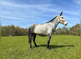 Mulo, Castrone, 10 Anni, 168 cm, Grigio