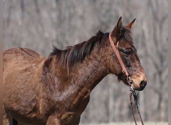 Mulo, Castrone, 10 Anni, Falbo