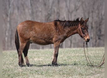 Mulo, Castrone, 10 Anni, Falbo
