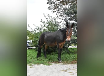 Mulo, Castrone, 11 Anni, 142 cm, Baio