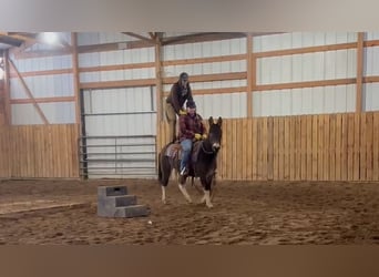 Mulo, Castrone, 11 Anni, 142 cm, Grullo